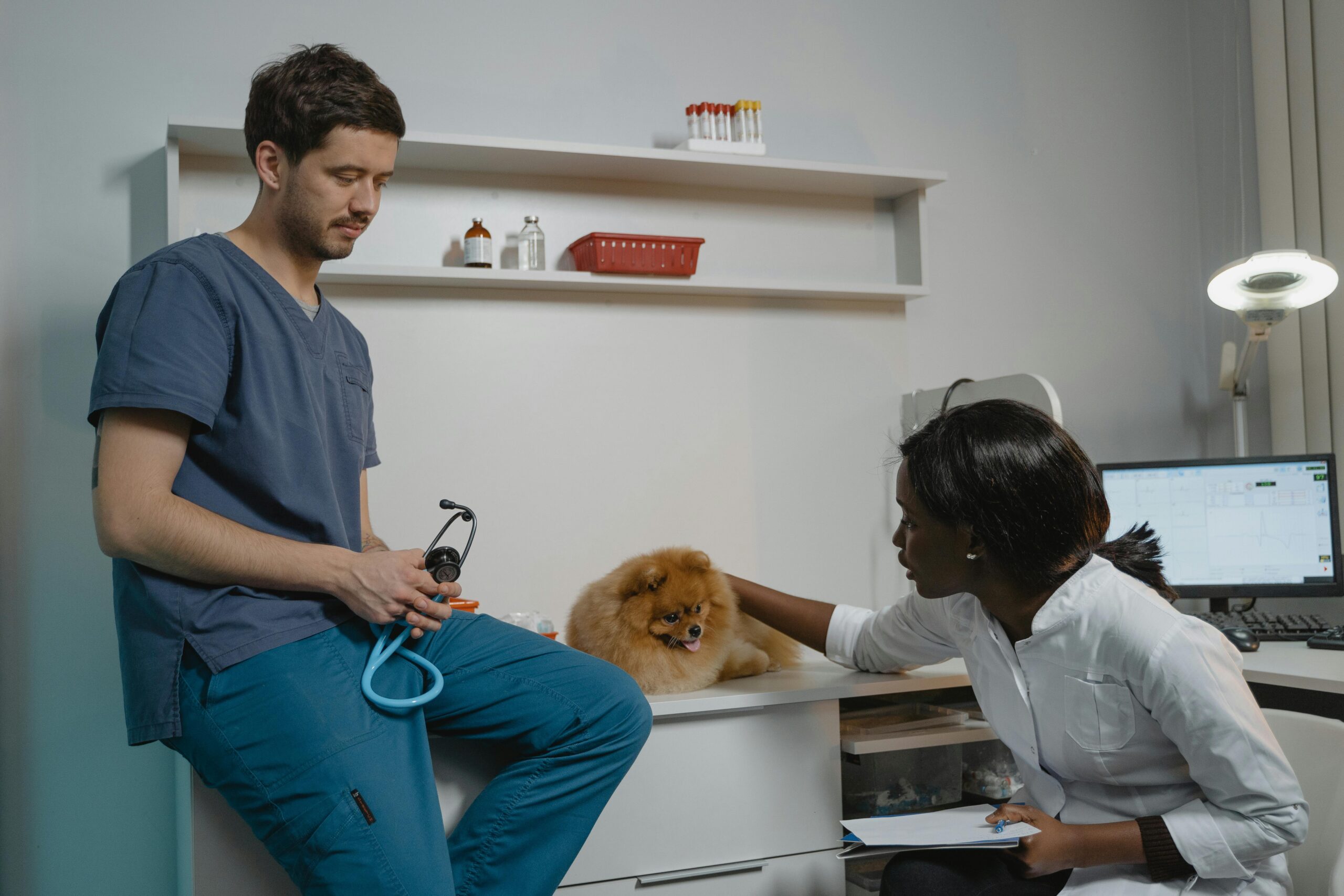 Does USAA Offer Pet Insurance? A Comprehensive Guide in 21st centuriry